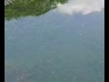 Skodeng Taman Tasik Permaisuri images Skodeng Taman Tasik Permaisuri