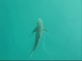 Video de Pesca sub