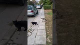 A Group Of Cats In Athens