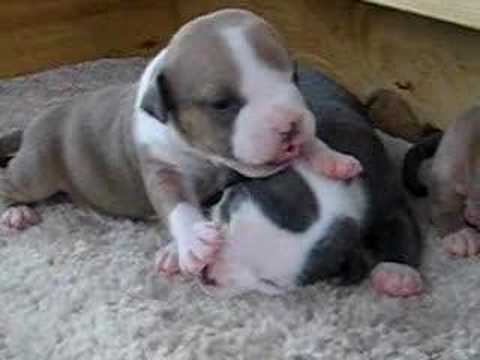 puppies playing puppies playing