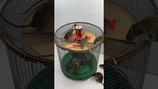 The Most Perfect Homemade Mouse Trap Idea // Mouse Trap 2 #Rat #Rattrap #Mouse #Mousetrap