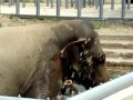 Видео Как слона спасали от жары