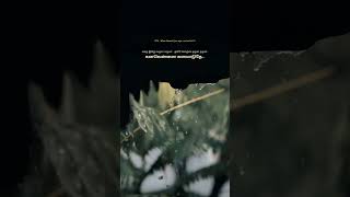 Oru Vetkam Varudhe Song Whatsapp Status James Vasanthan Naresh Iyer , Shreya Goshal Thamarai