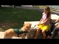 Service dog hopes to aid young NY girl with rare disorder