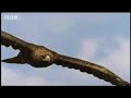 Eagle vs hare - BBC wildlife