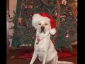 Santa Dog - Miss You ecards - Christmas Greeting Cards