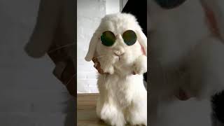 Dancing Bunny