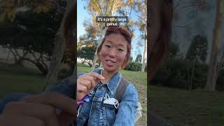 Im Seeing Mycena Mushrooms All Over La Have You Seen These After The Hurricane?