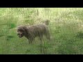 Les truffes d'été - Sainte Orse - aout 2011