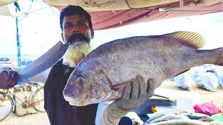 Sri Lanka Sweetlips Fish Cutting By Mr.Suresh | Fish Cutting Skills Sri Lanka