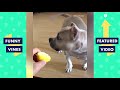 TRY NOT TO LAUGH - Funny Animals Videos!