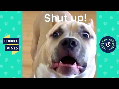 TRY NOT TO LAUGH - Funny Animals Videos! | Alienware Arena