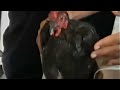 Kelainan Pria Ini Ayam Kambing Dan Anak Sd images Kelainan Pria Ini Ayam Kambing Dan Anak Sd