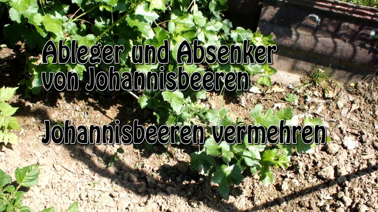 Johannisbeeren durch Absenker vermehren YouTube