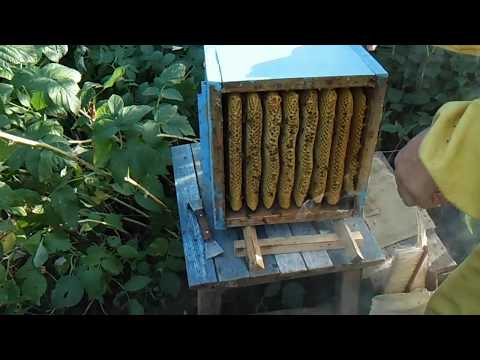 Улей видео бесплатно