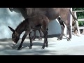 Cucciolo di Asino!!!-Esel-Burro