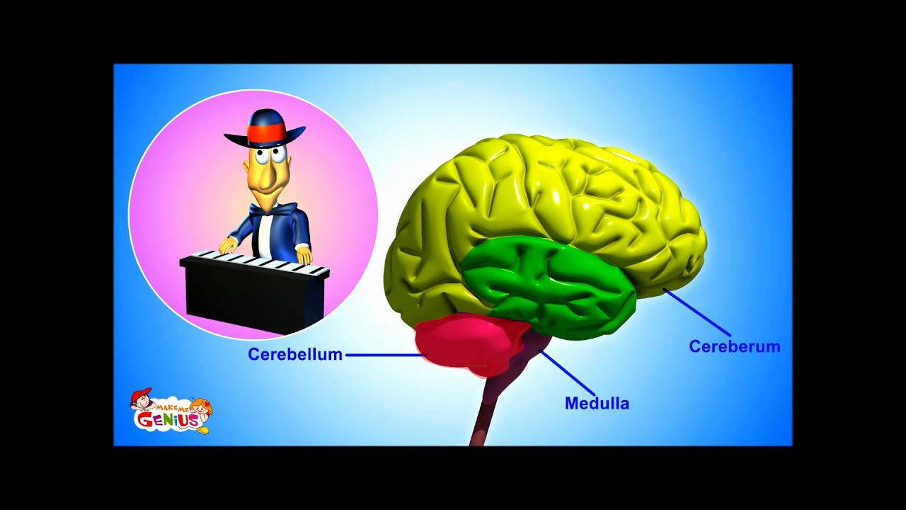 The Nervous System- Animation-Video for Kids -from www.makemegenius.com