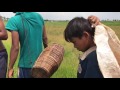 Smart Three Boy Catching Mud Crabs by Hand on the Rice Field in my Homeland Real Life 100%