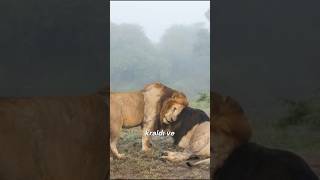 Beş Aslanın Gücüyle Masai Marayı Yöneten Kralın Hikayesi
