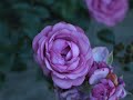 Ahbab Al Mustafa - The Anguish of Love & Yearning