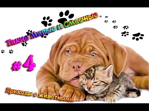 Приколы с животными. Такие милые и смешные#4