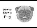How to Draw a Pug (Head Detail)