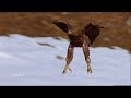 Golden Eagle