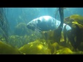 vidéos chasse sous marine hd