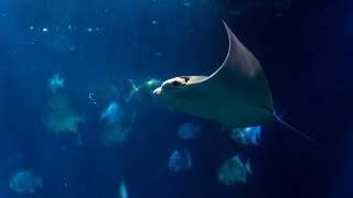 We Just Moved A Fever Of Cownose Rays Into The Secret Reef