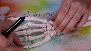 MÚSCULO ADUCTOR OBLICUO PULGAR