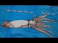 Giant squid caught off the coast of Japan