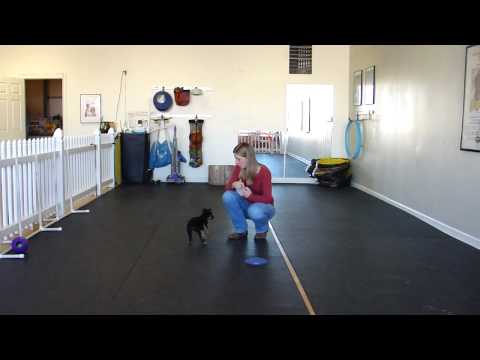 Target training can be useful target dog spot. Target training can be useful