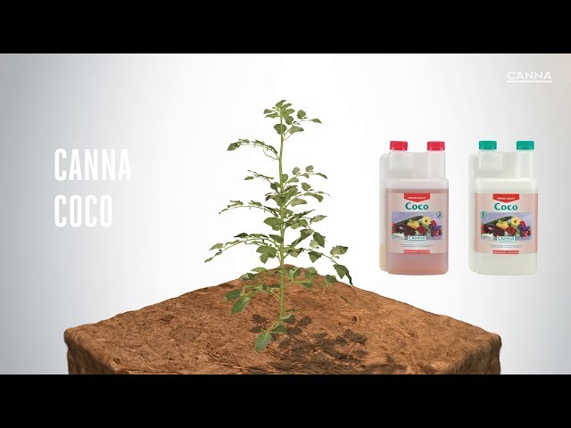 Watch (ES-CL) CANNA COCO on YouTube.