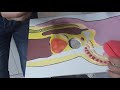 Maqueta final Aparato Reproductor Masculino