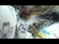 Gatinha mamando na mamãe humana