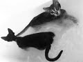 cats playing in bath