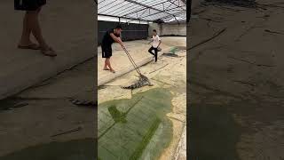 Daily Feeding And Catching Crocodiles