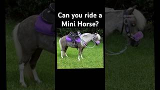 Princess The Mini Horse Is Not That Kind Of Girl