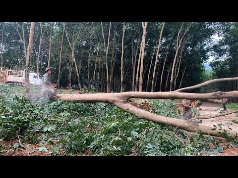 Gỗ cao su đẹp. Giá 1tr700k /1tấn.