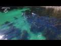 Aerial footage of Orca hunting stingray around Great Mercury ...
