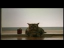 fat flat cat