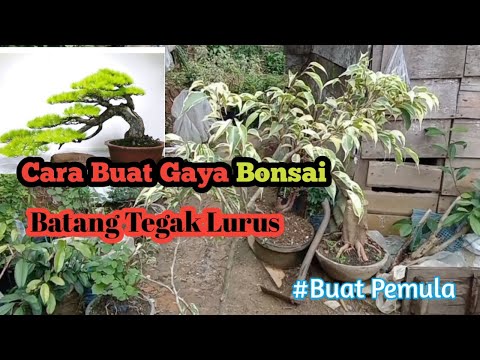 Cara Membuat Gaya Bonsai Tahap Pertama Pada Pohon Beringin Putih Yang Tegak Lurus