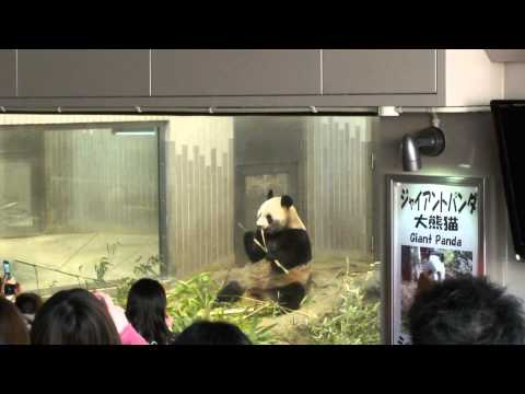 パンダ 食事中＆睡眠中 上野動物園