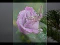 Kiss the Rain - Thinking Of You ecards - Stay In Touch Greeting Cards Kiss the Rain - Thinking Of You ecards - Stay In Touch Greeting Cards