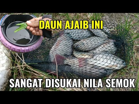 THESE LEAVES ARE LOVED BY SEMOK TILE FISH!! MIXTURE OF MOSS FOR TILE FISHING THESE LEAVES ARE LOVED BY SEMOK TILE FISH!! MIXTURE OF MOSS FOR TILE FISHING