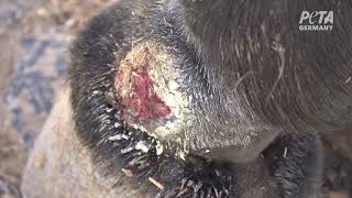 Donkeys With Untreated Wounds Heavily Laden With Tourists On Santorini