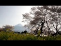 狩宿の下馬桜と富士山