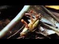 Horse Hair Worms