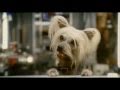 Cani e Gatti - la vendetta di Kitty - Trailer Italiano (2010)