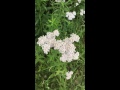 Mike's Minute of Mindfulness Episode 31: Queen Anne's Lace